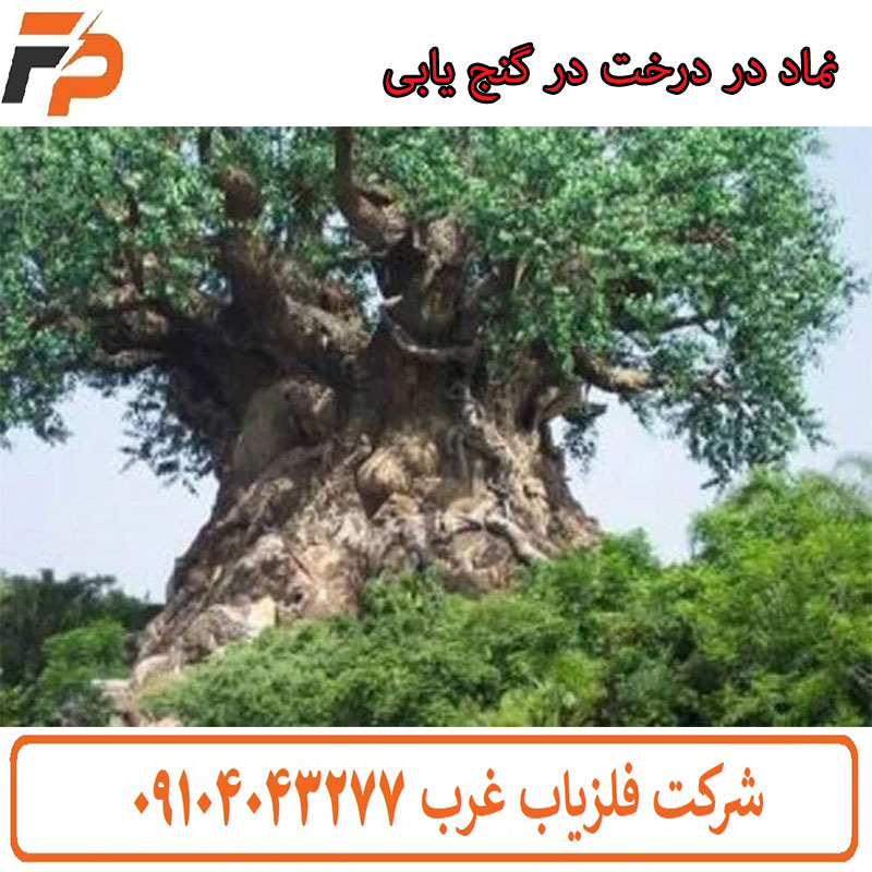 نماد درخت در گنج یابی
